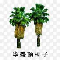 »¨²ÝÊ÷Ä¾ËØ²Ä-¿ÕÈôÍø »¨²ÝÊ÷Ä¾ËØ²Ä-¿ÕÈôÍø