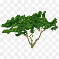 �� ��ľ ľ ֲ��-������