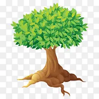 �� ��ľ ��ɫֲ��-������