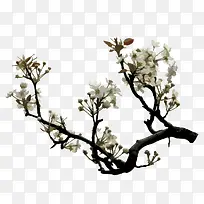 ��֦��ʢ�����滨-������