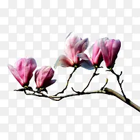 粉色兰花-空若网 粉色兰花-空若网