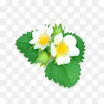 手绘花朵白色花朵-空若网 手绘花朵白色花朵-空若网