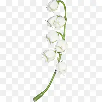 白色鲜花-空若网 白色鲜花-空若网