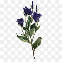 矢量花朵-空若网 矢量花朵-空若网