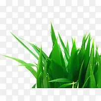 一簇草素材PNG-空若网 一簇草素材PNG-空若网