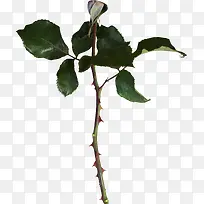 实物月季绿叶枝条-空若网 实物月季绿叶枝条-空若网