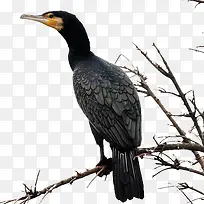 树枝上的黑色鸬鹚-空若网 树枝上的黑色鸬鹚-空若网
