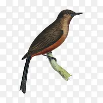 卡通手绘小鸟与树枝-空若网 卡通手绘小鸟与树枝-空若网