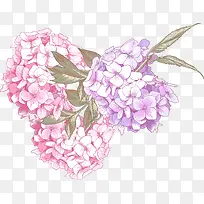 唯美多彩花朵-空若网 唯美多彩花朵-空若网