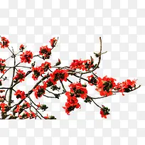 一簇橙色木棉花-空若网 一簇橙色木棉花-空若网