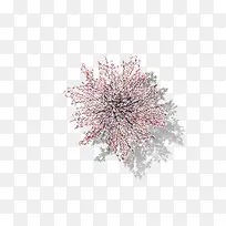 ����ʢ����ӣ����-������