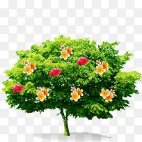 花树-空若网 花树-空若网