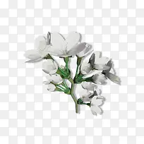 ÒøÉ«»¨»¨Í¼-¿ÕÈôÍø ÒøÉ«»¨»¨Í¼-¿ÕÈôÍø