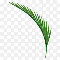 矢量绿色棕榈树枝-空若网 矢量绿色棕榈树枝-空若网