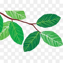 Ê÷Ò¶-¿ÕÈôÍø Ê÷Ò¶-¿ÕÈôÍø