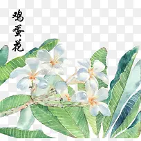 水彩手绘鸡蛋花素材-空若网 水彩手绘鸡蛋花素材-空若网