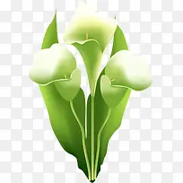 手绘马蹄莲-空若网 手绘马蹄莲-空若网