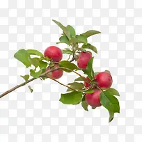 树枝上的红色咖啡果实物-空若网 树枝上的红色咖啡果实物-空若网