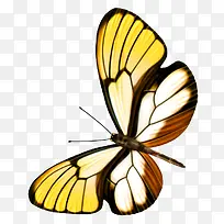 蝴蝶-空若网 蝴蝶-空若网