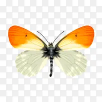 蝴蝶-空若网 蝴蝶-空若网