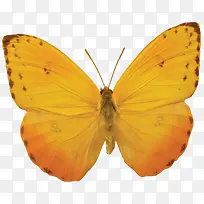 ��ɫ����-������