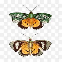 手绘精美黄色蝴蝶昆虫-空若网 手绘精美黄色蝴蝶昆虫-空若网