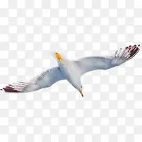 海鸥张开翅膀摄影-空若网 海鸥张开翅膀摄影-空若网