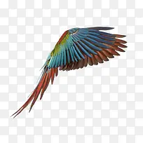 张开翅膀的鸟-空若网 张开翅膀的鸟-空若网