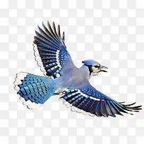 蓝色飞翔小鸟-空若网 蓝色飞翔小鸟-空若网