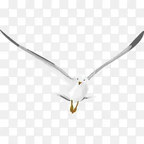 空中的鸽子-空若网 空中的鸽子-空若网