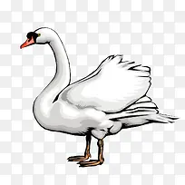 白天鹅卡通造型-空若网 白天鹅卡通造型-空若网