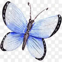 蝴蝶昆虫翅蛾-水彩蝴蝶-空若网 蝴蝶昆虫翅蛾-水彩蝴蝶-空若网