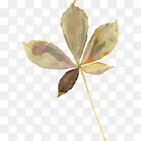 ˮ��Ҷ��-������