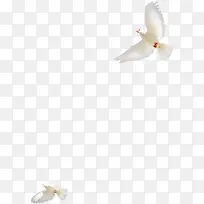 白色和平鸽-空若网 白色和平鸽-空若网