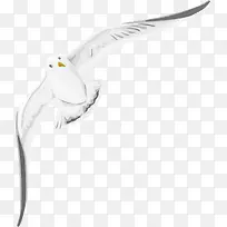 手绘和平鸽精美飞翔-空若网 手绘和平鸽精美飞翔-空若网