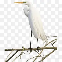 手绘枝头白鹤-空若网 手绘枝头白鹤-空若网