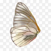 蝴蝶的翅膀-空若网 蝴蝶的翅膀-空若网