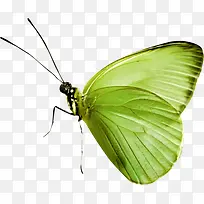 绿色翅膀的蝴蝶-空若网 绿色翅膀的蝴蝶-空若网