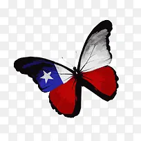 特色蝴蝶-空若网 特色蝴蝶-空若网