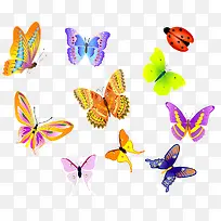漂亮的彩色蝴蝶-空若网 漂亮的彩色蝴蝶-空若网