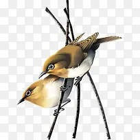 树枝上的写实小鸟-空若网 树枝上的写实小鸟-空若网