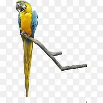 Ư��վ��֦�ϵĲ�ɫ����-������