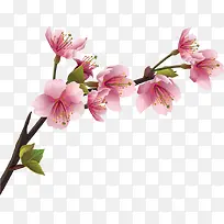 树枝桃花-空若网 树枝桃花-空若网