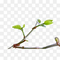 ��֦�紺��ѿ-������