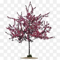 开粉色花的树-空若网 开粉色花的树-空若网