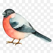 水彩鸟插画素材矢量-空若网 水彩鸟插画素材矢量-空若网