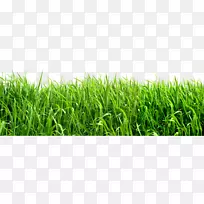 Çà²Ý¼ôÌù»-ÂÌÉ«±³¾°PNGͼÏñ-¿ÕÈôÍø Çà²Ý¼ôÌù»-ÂÌÉ«±³¾°PNGͼÏñ-¿ÕÈôÍø