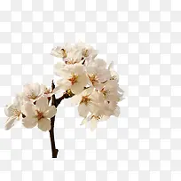 梅花装饰白色淡雅大气-空若网 梅花装饰白色淡雅大气-空若网