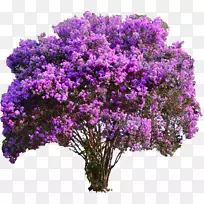 桃树园薰衣草-空若网 桃树园薰衣草-空若网