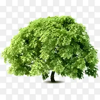 Ë®²Ê´óÊ÷-¿ÕÈôÍø Ë®²Ê´óÊ÷-¿ÕÈôÍø